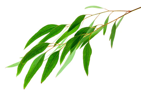 18 Wonderful Benefits Of Eucalyptus Oil.